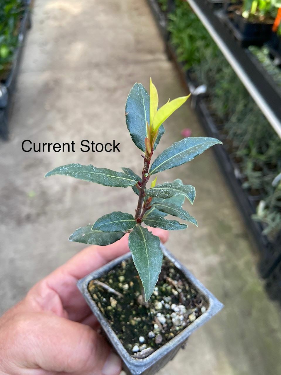 Laurus nobilis - 'Bay Leaf Tree' - Bay Laurel or Sweet Bay