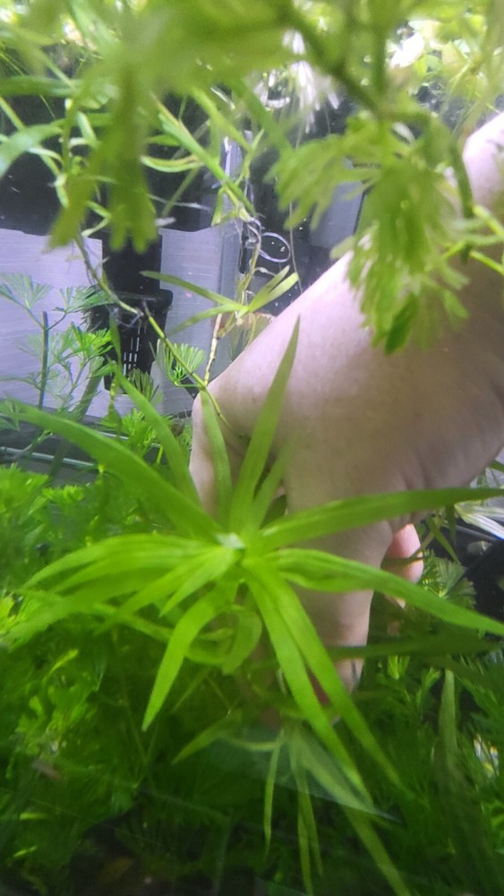 Aquatic Plant Pack (Low Tech)