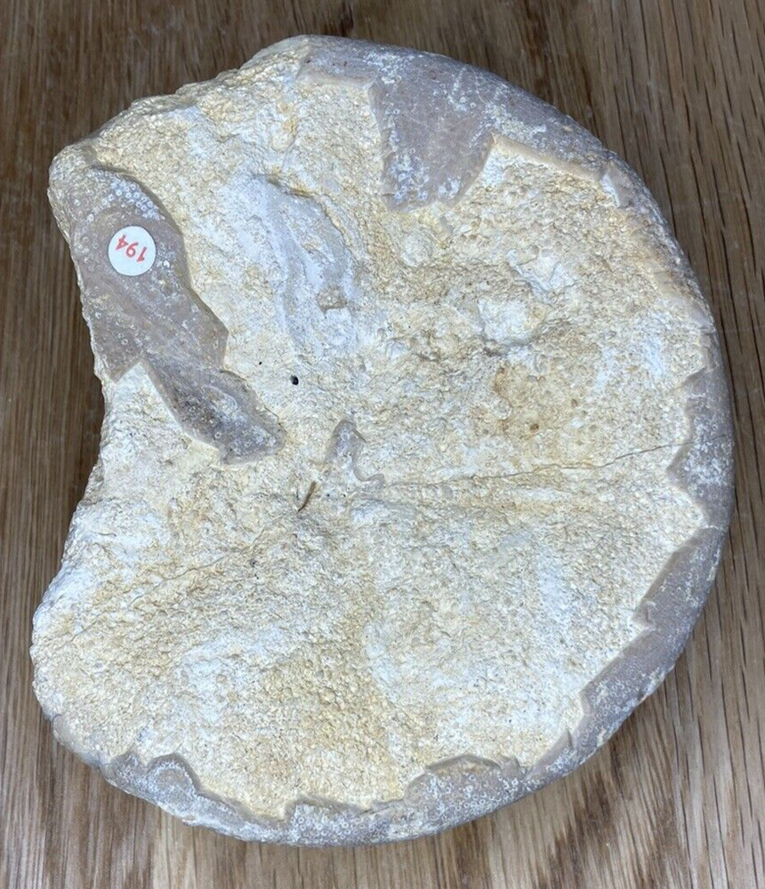Fossil Specimen, Echinoid, Clypeus Ploti, 101mm