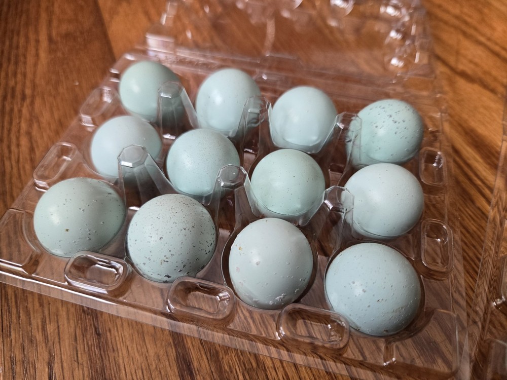 36 Celadon Coturnix Quail Hatching Eggs, True Blue