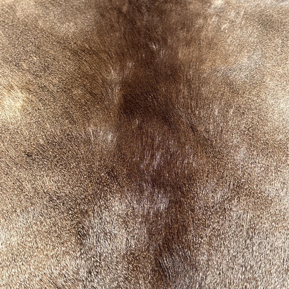 REINDEER Pelt