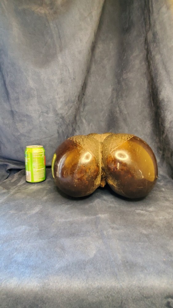 Coco De Mer Coconut "Double Coconut" "Seychelles Coconut"