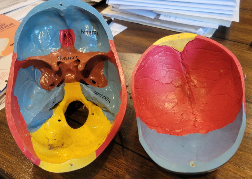 Life-like Artificial Human Skull Anatomical Model MOVEABLE JAW