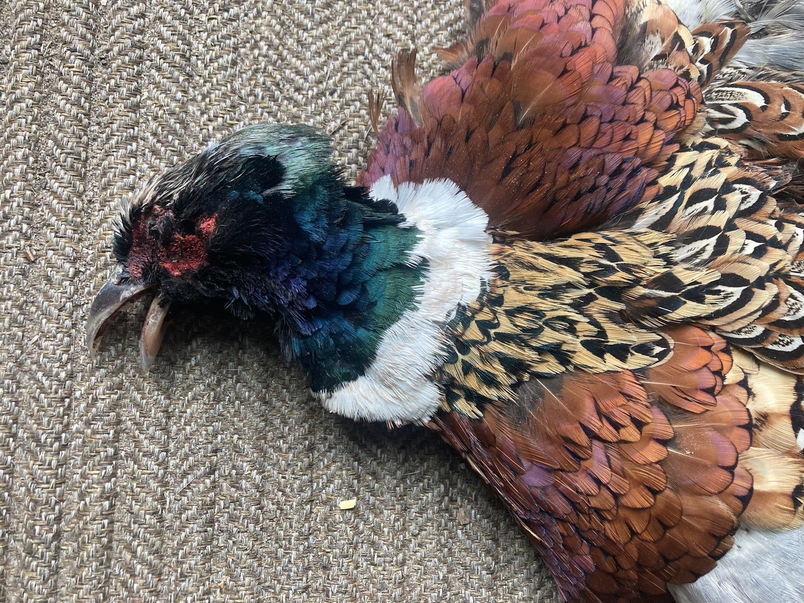 Rooster RINGNECK PHEASANT SKIN 2 Wings Tail Feathers Wall Art Taxidermy Man Cave