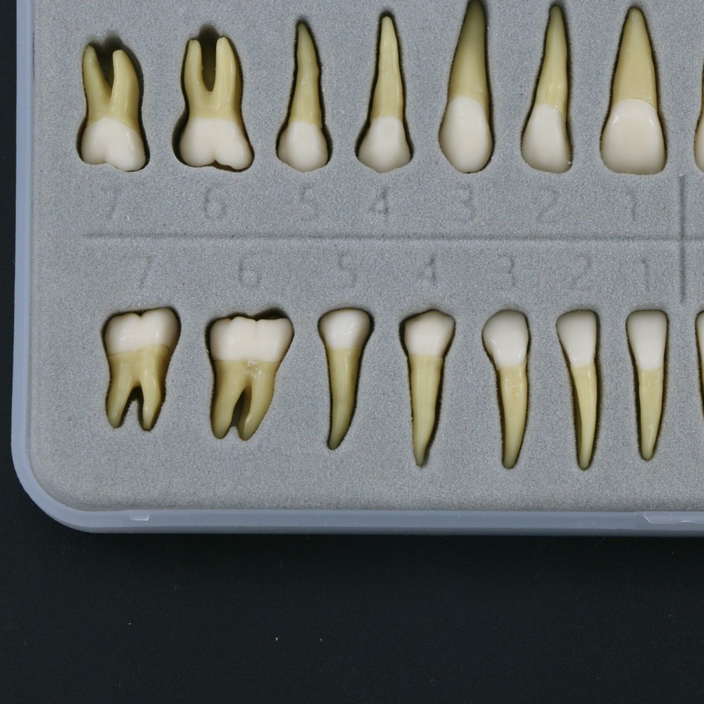 Dental 1:1 Teeth Demonstration Teach Study Model with 28Pcs Permanent Teeth