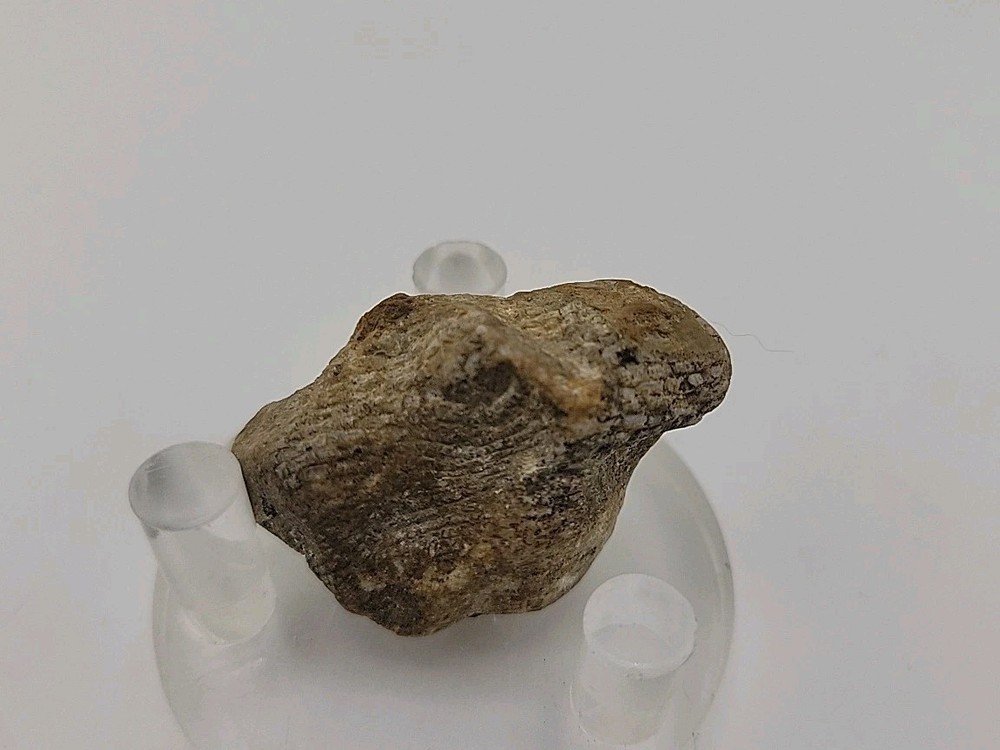 Real Permineralized Lizard 🦎 Egg Fossil