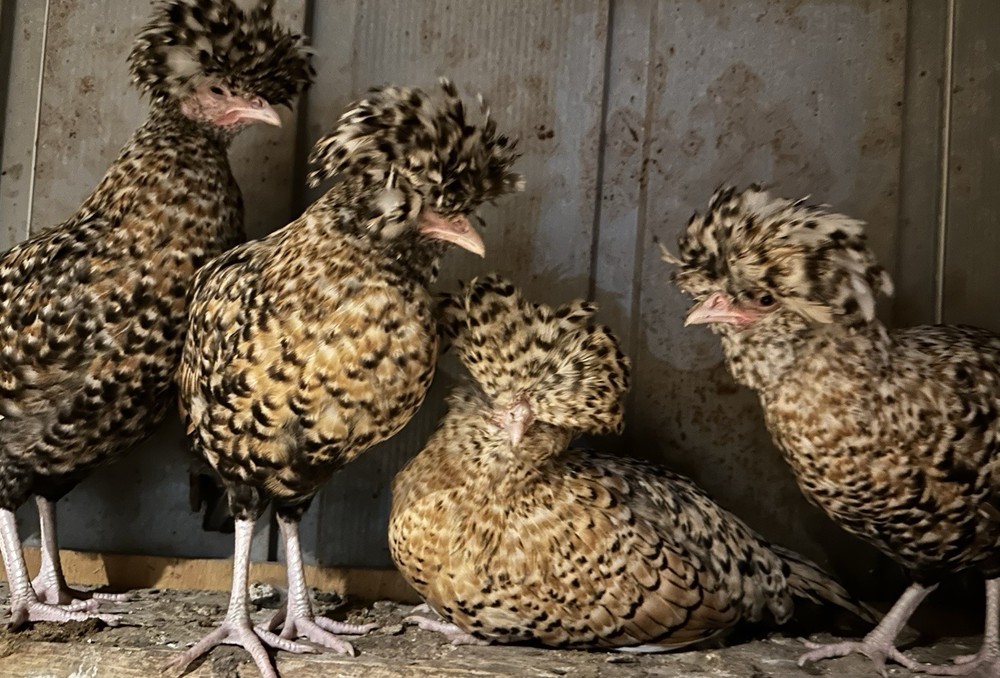 12+++Extra Candy Corn Polish Fertile Hatching Eggs