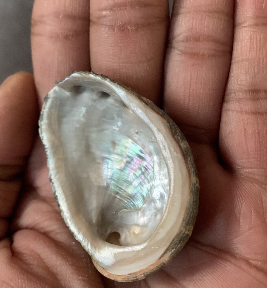 Oregon Abalone Shell with Palo Santo stick