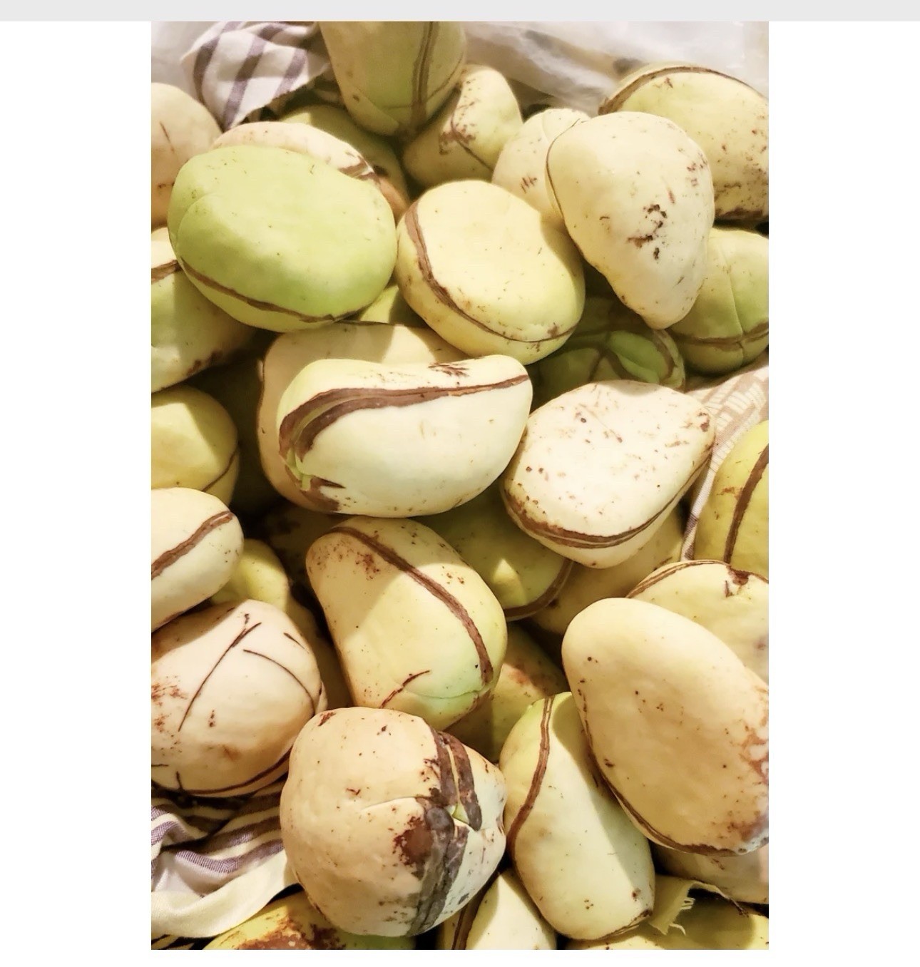 fresh kola nuts 10 in a bag