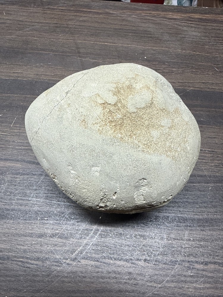 Unique Fossil Crab Ball Type Specimen