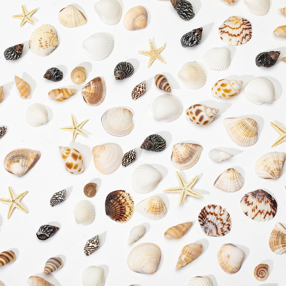 1200 PCS Natural Seashells, Tiny sea Shells & Small Starfish for Decorations, M