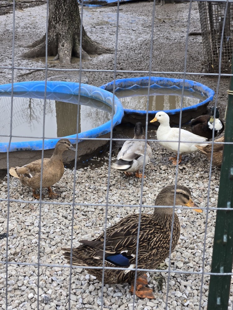 Six Fertile Call Duck Eggs