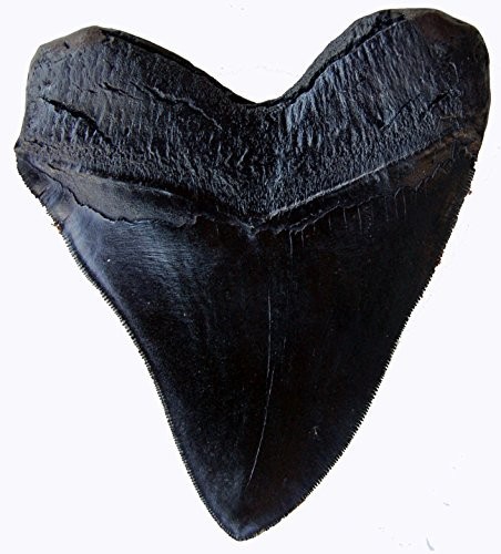 5.5 Inch Megalodon Tooth Black With Serrations
