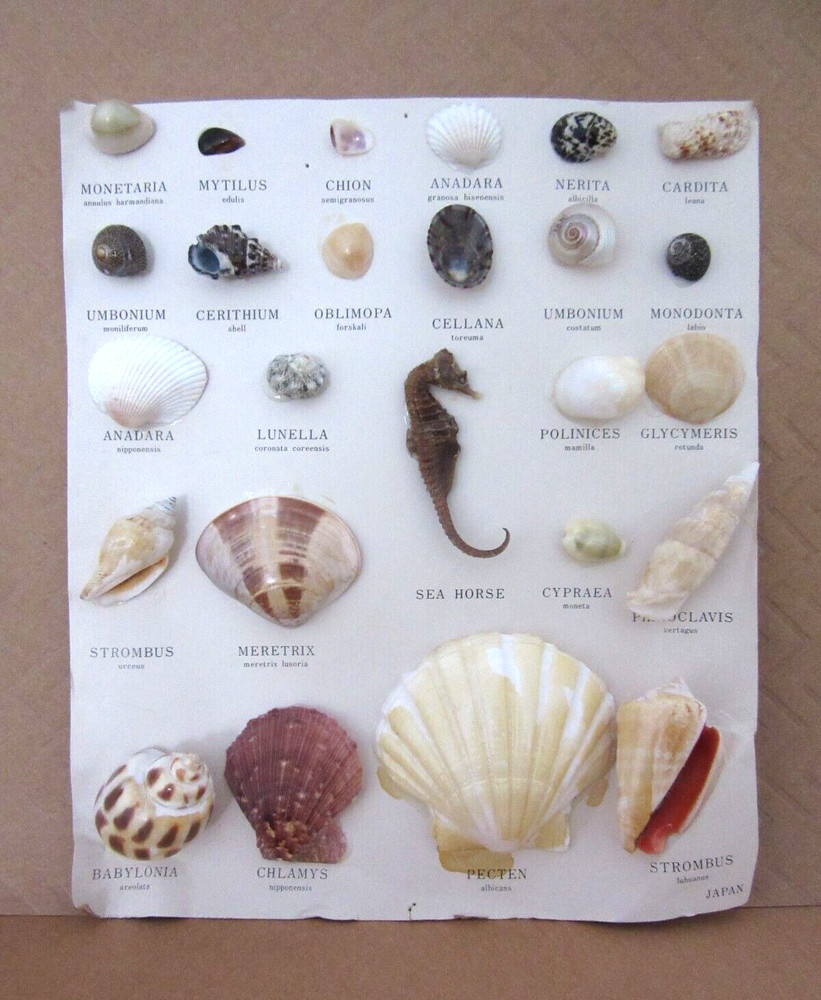 VINTAGE MARSCO SHELL COLLECTION ~ JAPAN