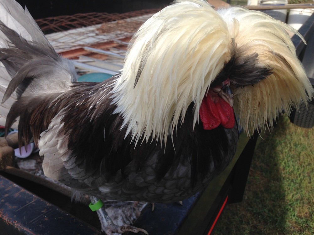Polish Frizzle Hatching Eggs 15+ NPIP