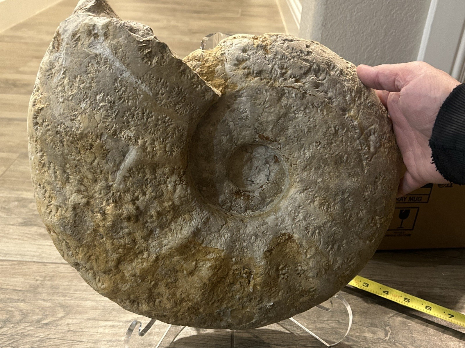 NICE 15.25” Texas Cretaceous Fossil Ammonite, Eopachydiscus Marcianus! Sutures