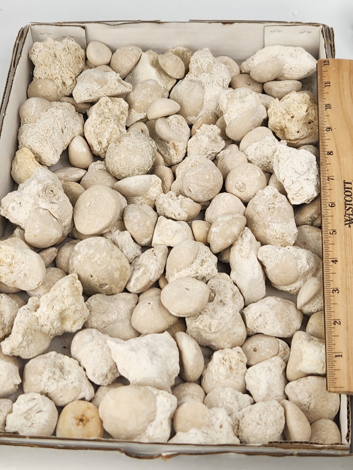 Fossil Sea Urchin (Echinoid) - Florida - 1 Per Purchase - Matrix/Free Standing