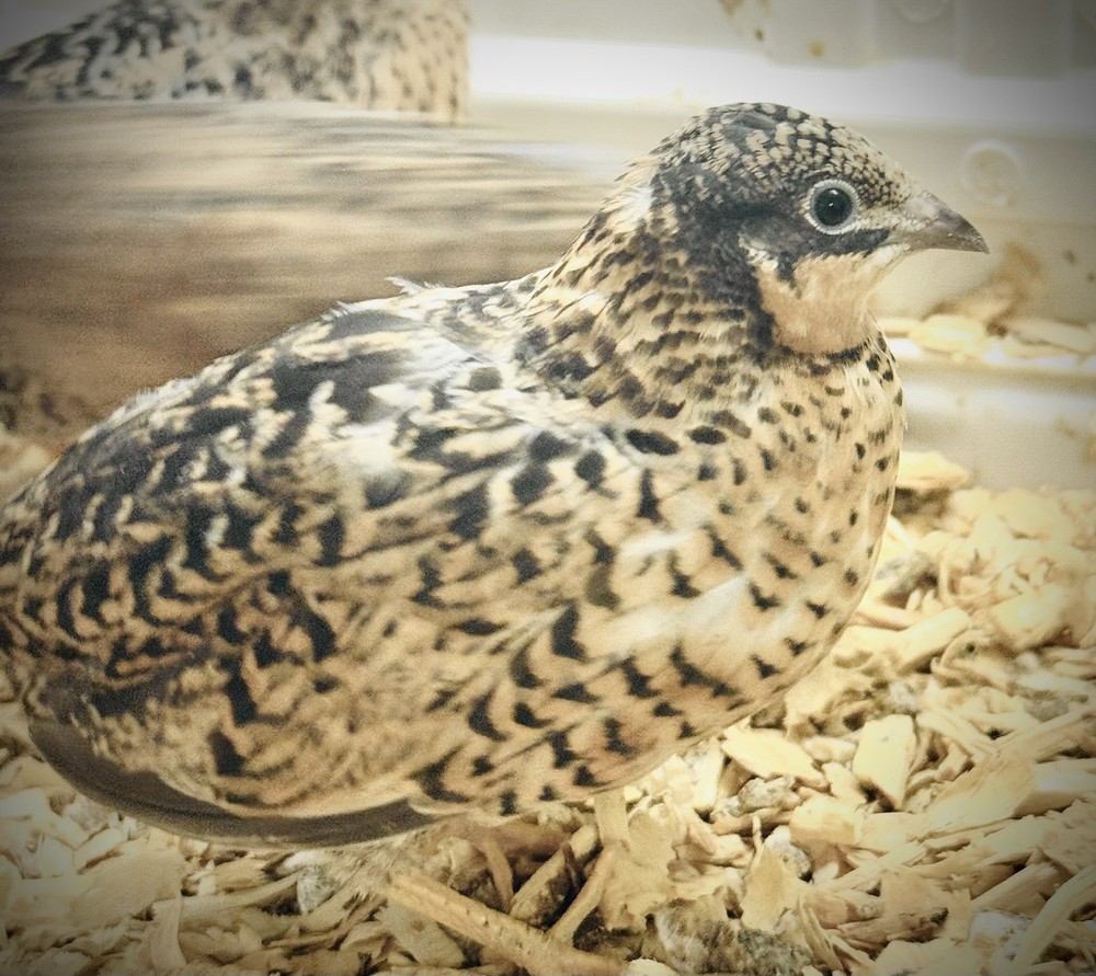 20 Button Quail Hatching Eggs Multiple Colors
