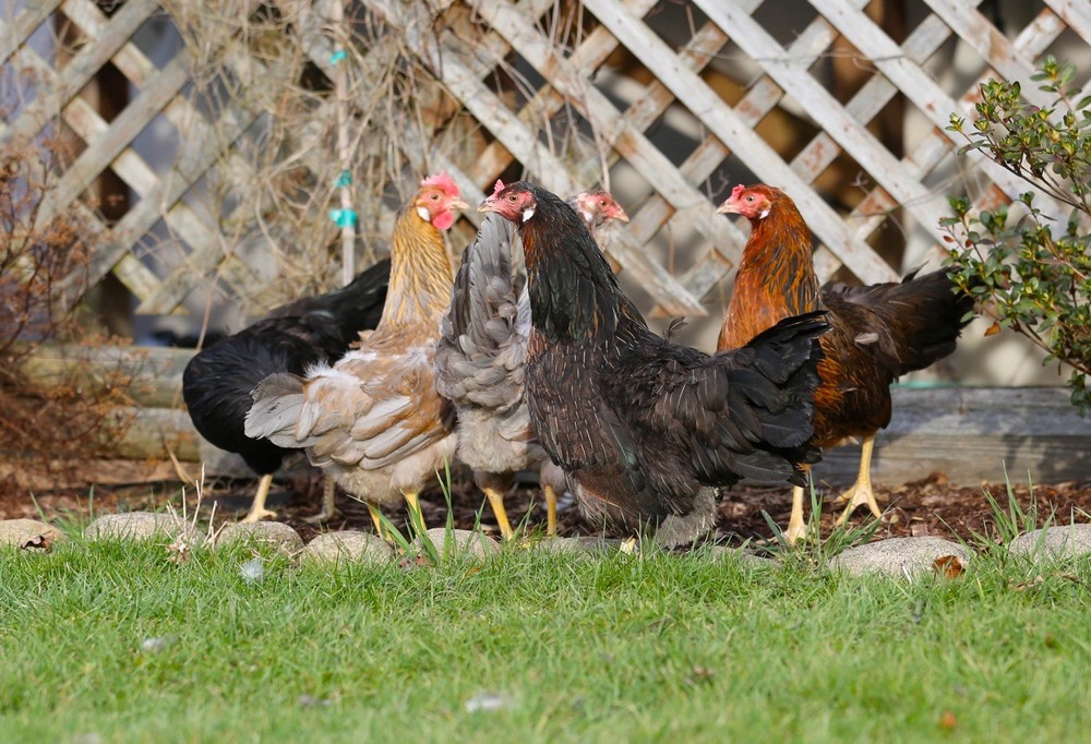 10++ NPIP Whiting True Blue Hatching Eggs - Read Description