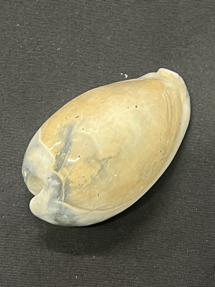 EXTINCT Fossilized COWRIE Shell From Central Florida - Pliocene Era.