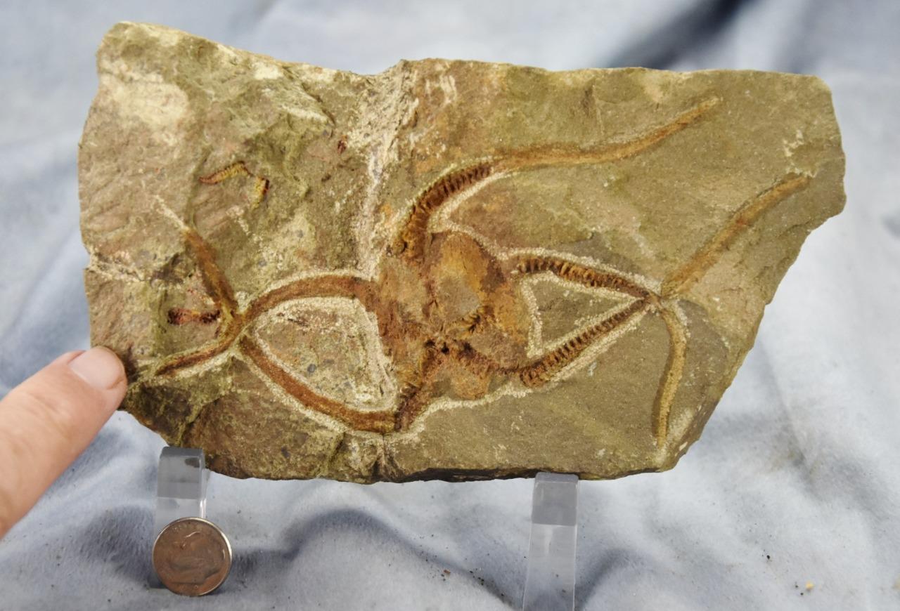 Brittle Star Starfish 200myo FOSSIL 274mm GEOCOMA CORINATA 6.5" 165mm 5019aa