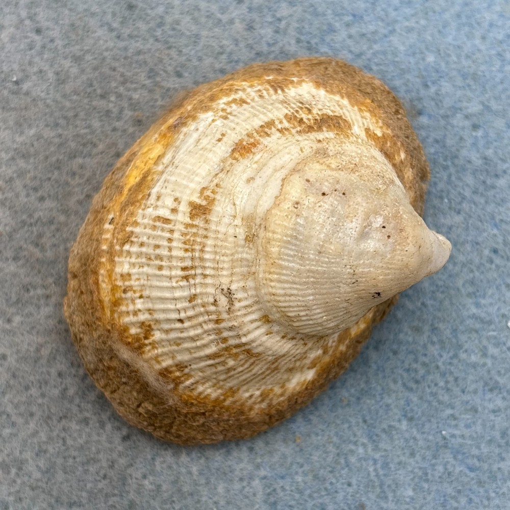 Capulus ungaricus 53.6mm F+ Britain