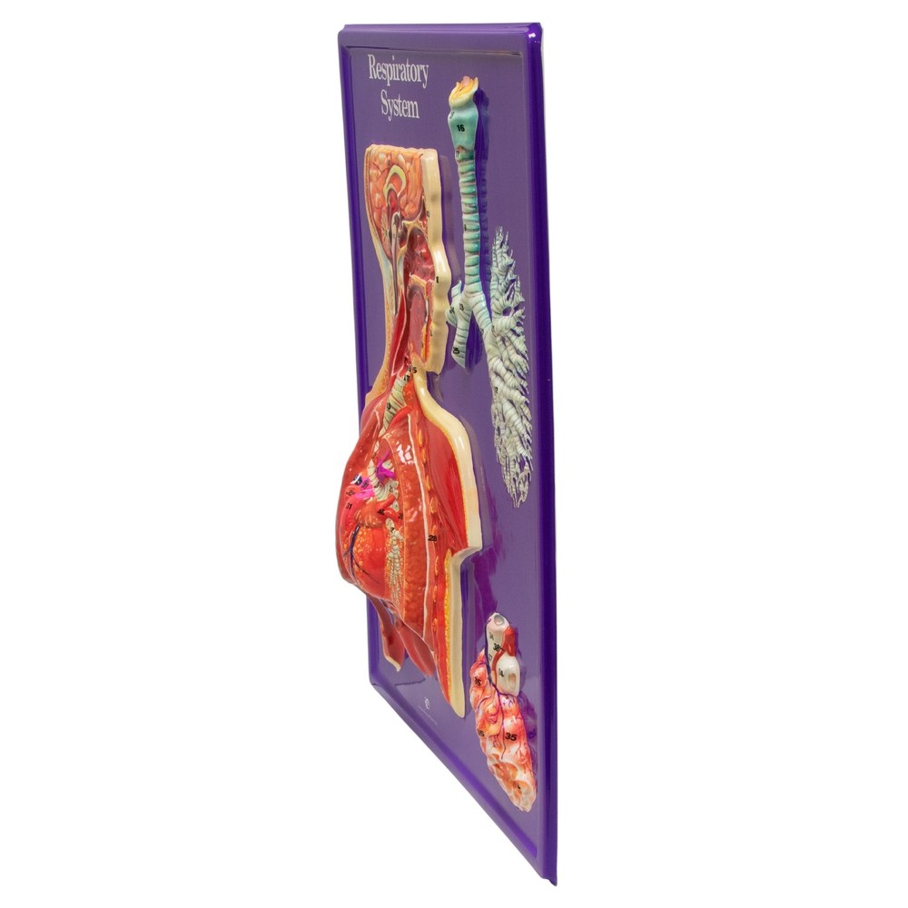 Respiratory System Model Only - 24" X 18", Educational Kit Grades 3-9