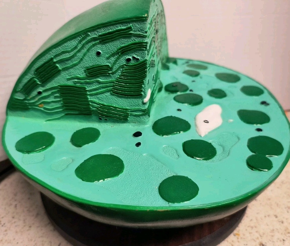Bobbitt Laboratories Chloroplast Model Vintage