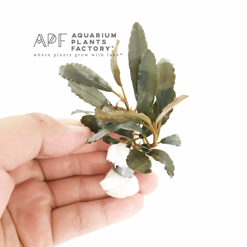 Bucephalandra Centipede | Buce Aquarium Plants Factory®