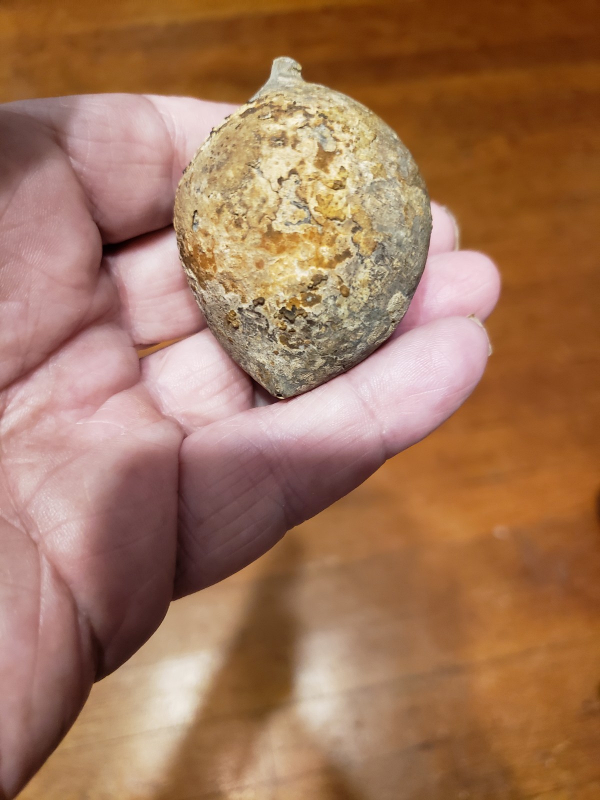 Huge Museum FOSSIL Cystoid Echinosphaerites aurantium 2.25"! Crinoid Trilobite !