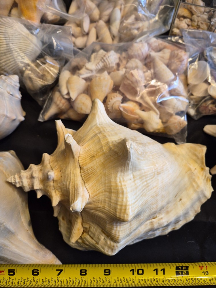 Sea Shells Lot- Over 8 Pounds-Assorted Sizes