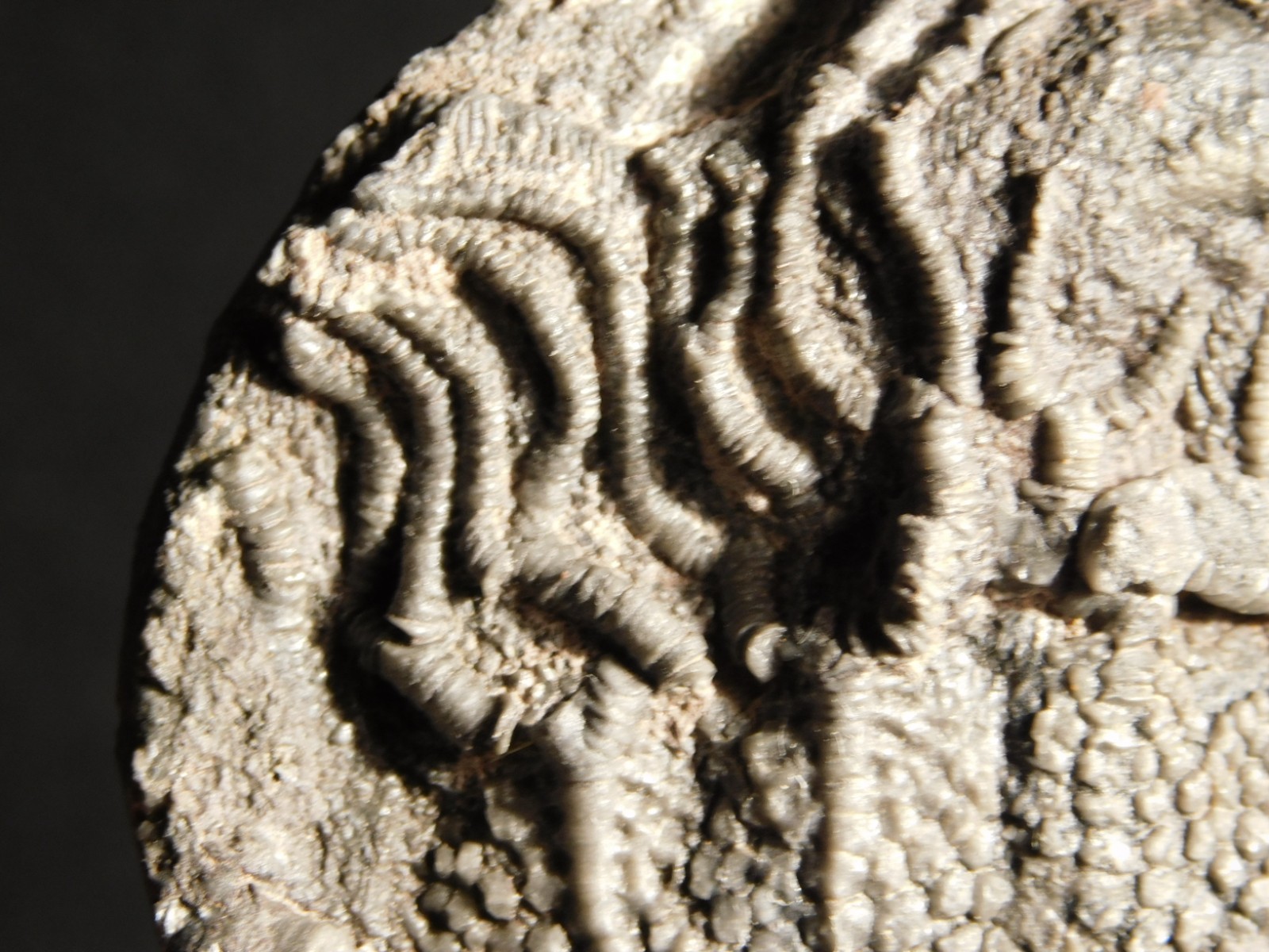 430 Million Year Old! CRINOID Fossil or Sea LILY Fossil Morocco 384gr