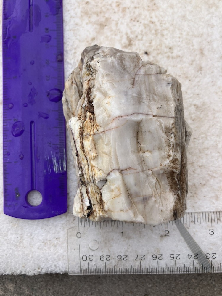 Opalized Petrified Wood