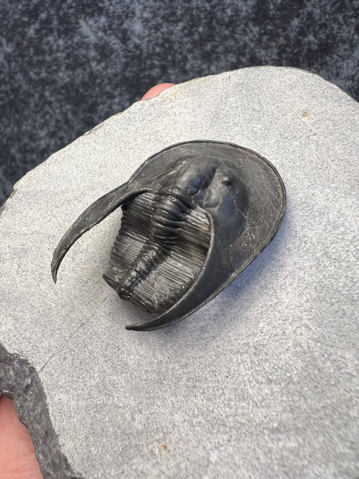 Harpes aff. perradiatus Trilobite Fossil – Attractive Specimen