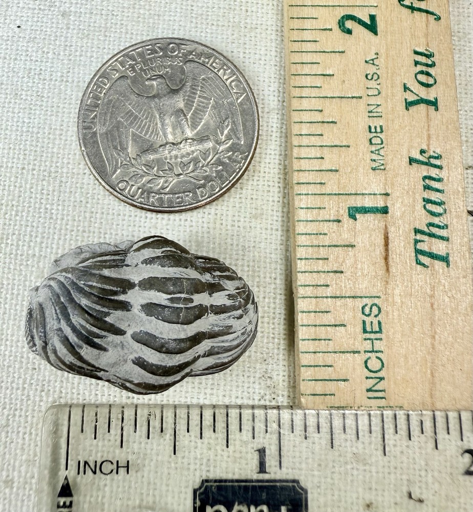 PREP PROJECT Phacops Trilobite ~ Silica Formation ~ Ohio ~ Devonian Period