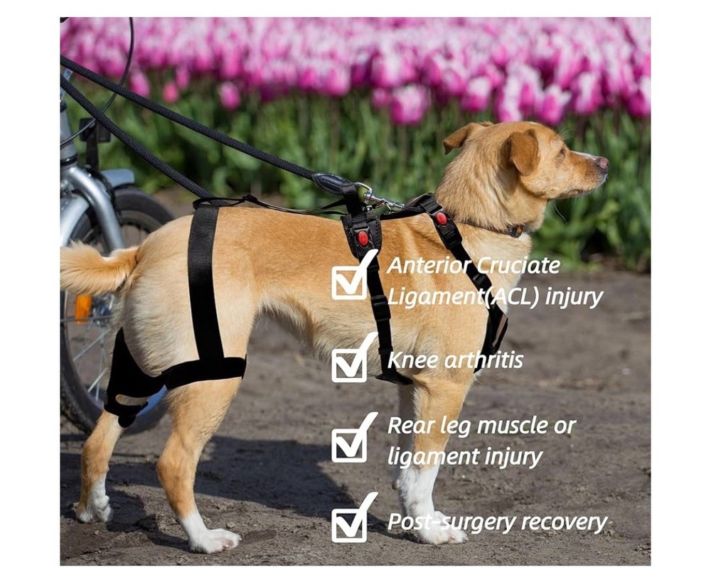 SurfPaws Professional Dog Knee Brace w/ Harness- Small