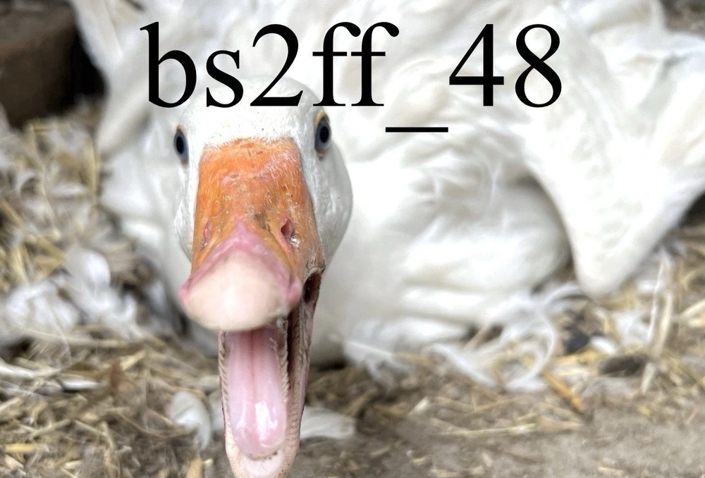 Sebastopol Geese Hatching Egg