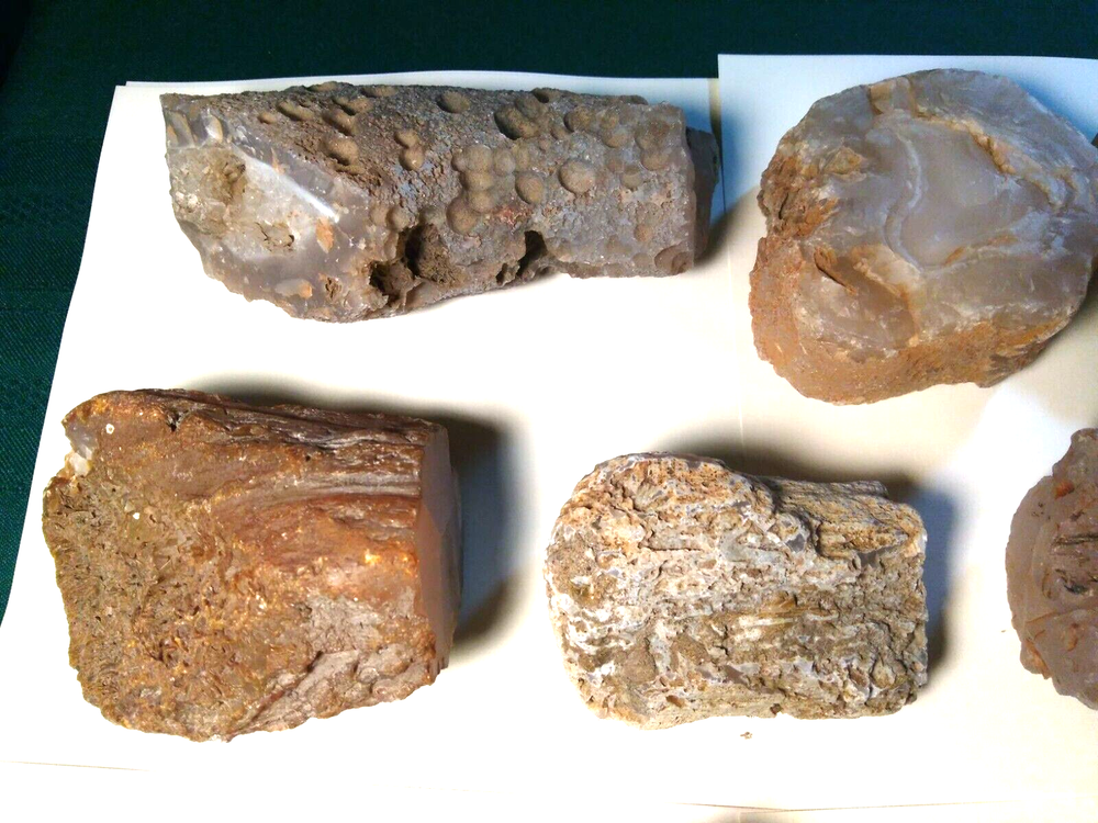 Petrified Wood Limb Casts- Over 10-1/2 lbs.
