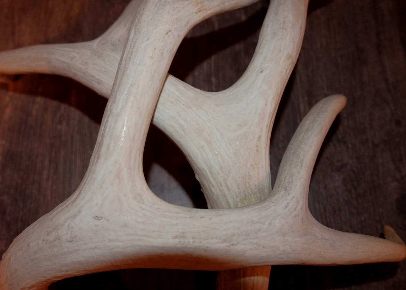 Nice Set Mule Deer Antlers Sheds Taxidermy Mount Cabin Decor Buck Horns