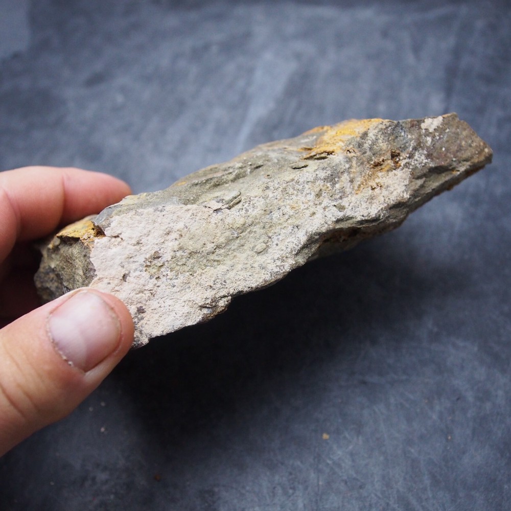 Edrioasteroid Protaster sp. Echinoderms Ordovician Fossil Fossilien