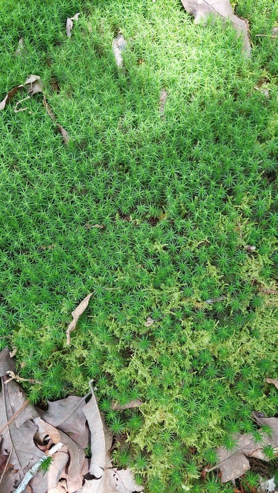 Moss