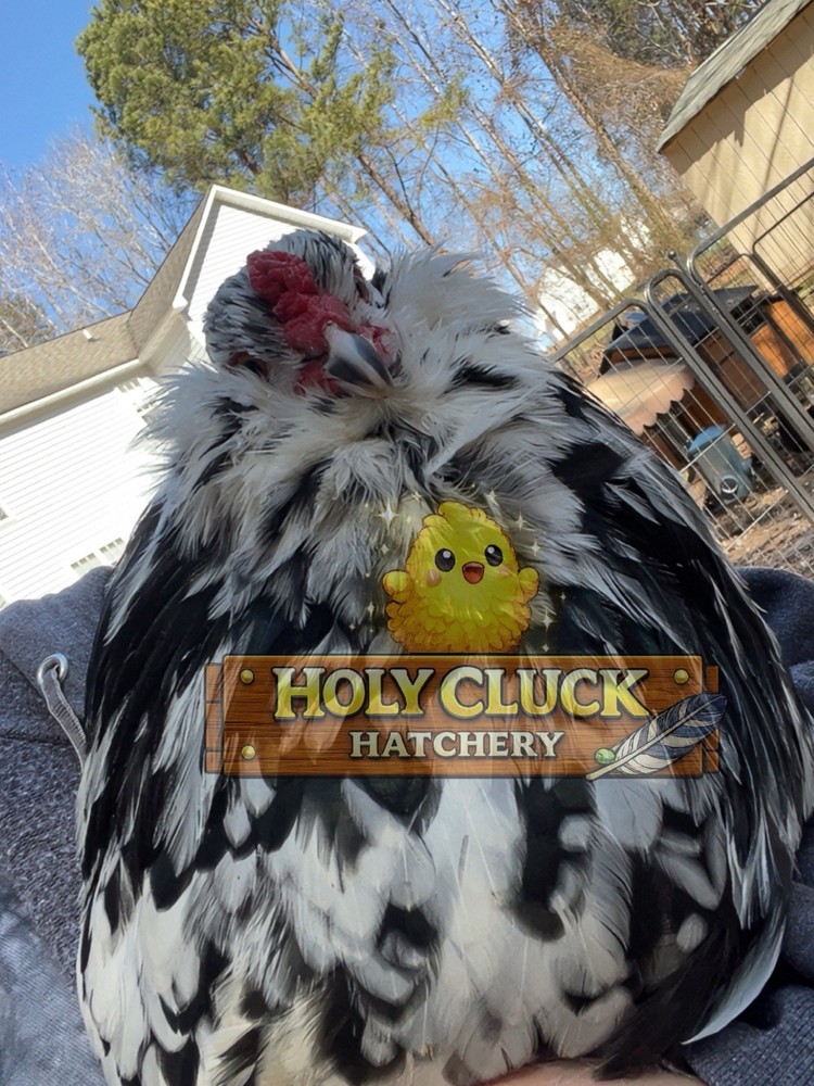 12+ Ermine Ameraucana Hatching Eggs