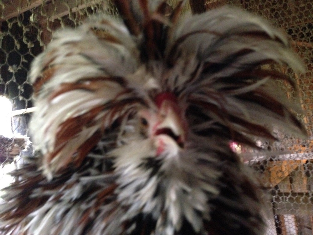 Polish Frizzle Hatching Eggs 15+ NPIP