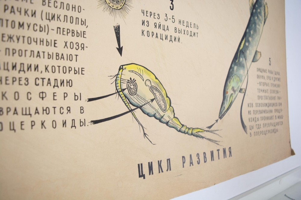 Vintage original handwritten poster. Pull down chart. Anatomical art poster.