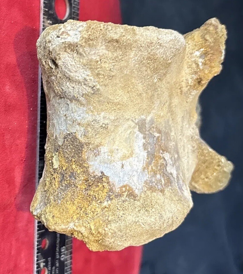 Mosasaurus vertebrae