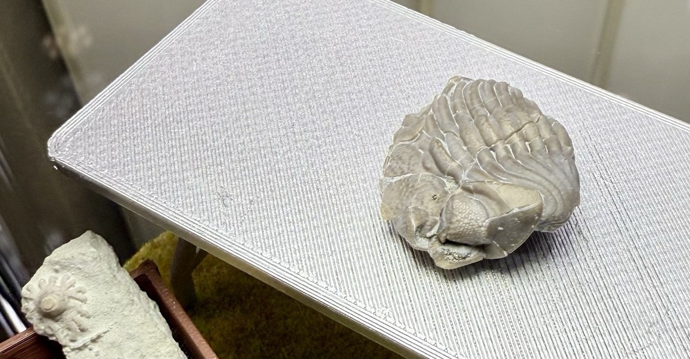 Phacops Trilobite ~Silica Formation~ Ohio ~ Devonian Period