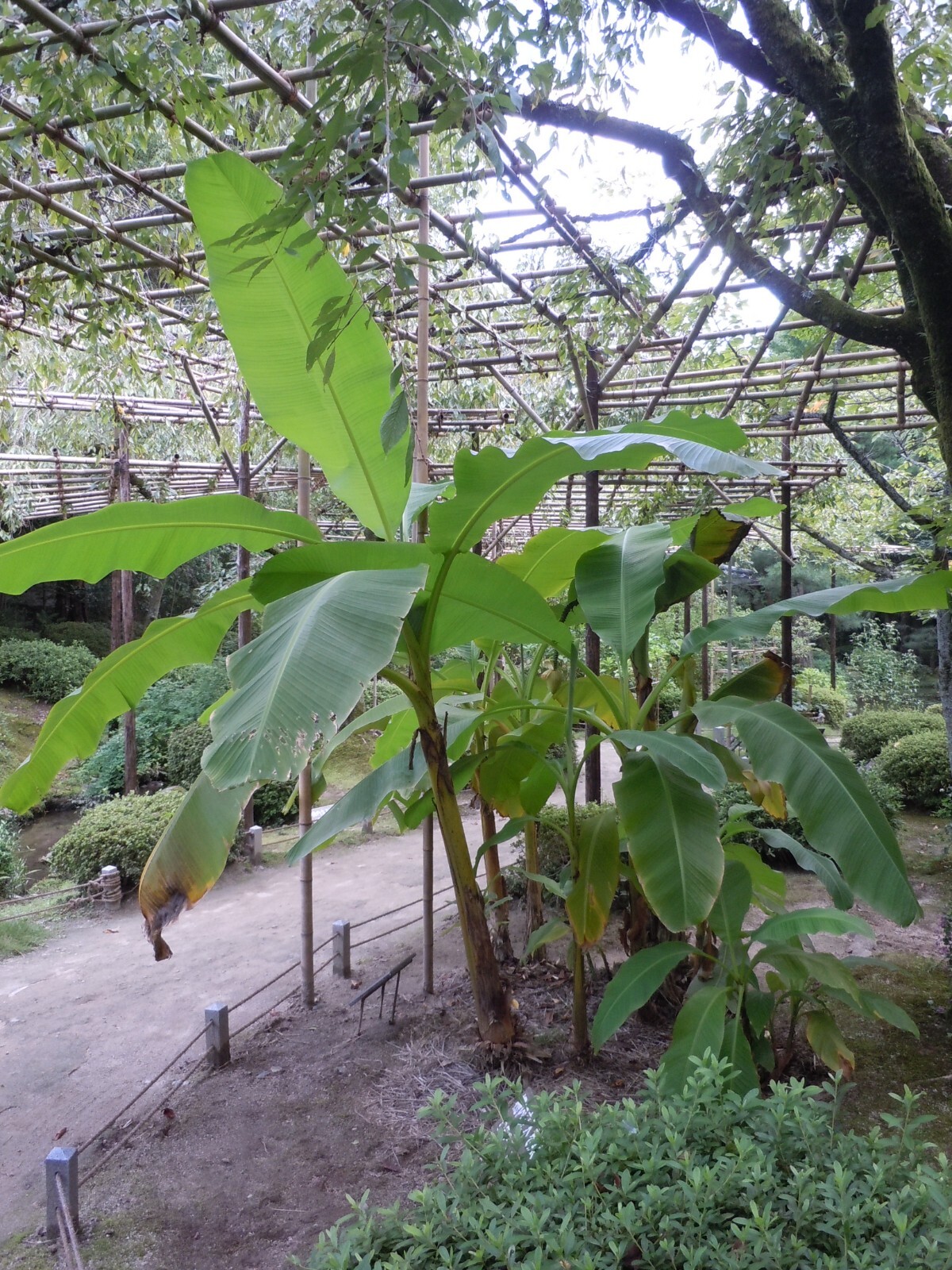 Musa - Basjoo Banana - Banana Tree - Cold Hardy Variety to 10 °F