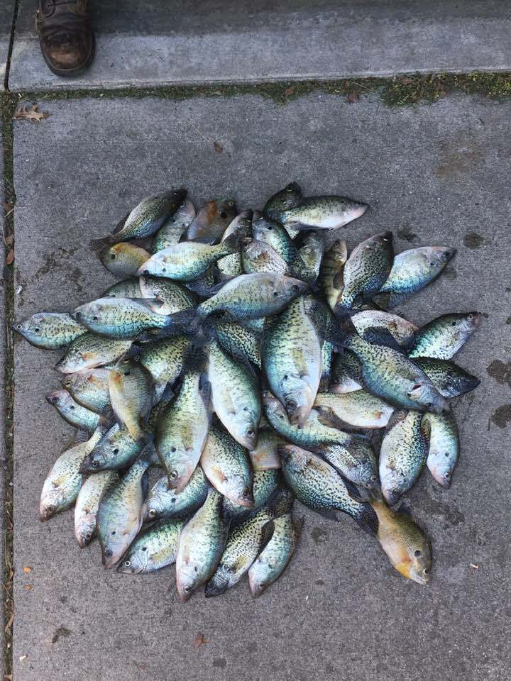 Captain Jimmy's Perch & Crappie Rigs