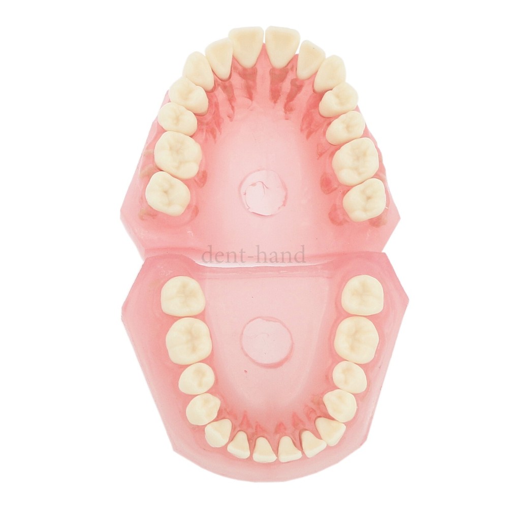 M7008 + Simulation Cheek Dental Typodont Practice Removable Teeth Model Soft Gum