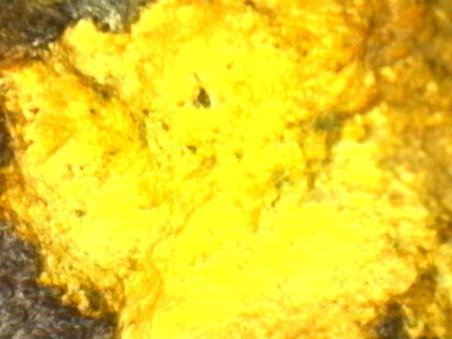 Gold and Platinum Mineral Specimen/ Black Hills South Dakota